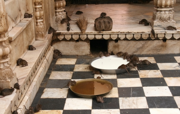 the main actors in the karni mata temple.JPG